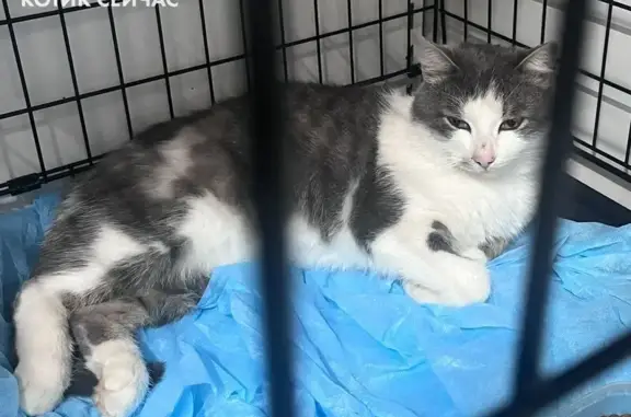 Найдена кошка, Троицк, фото: Найдена кошка, 5-й микрорайон, Троицк