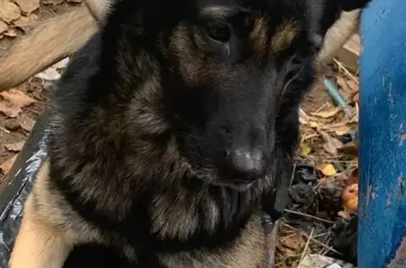 Собаки потеряшки, Москва, фото: Потеряшка собака, Ясный проезд, Москва