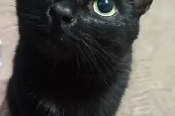 Пропала черная кошка, Рабочая 19, Пермь