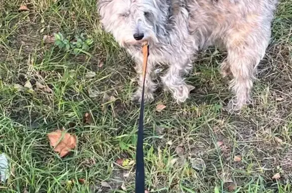 Собака найдена: Депутатская 78, Тюмень