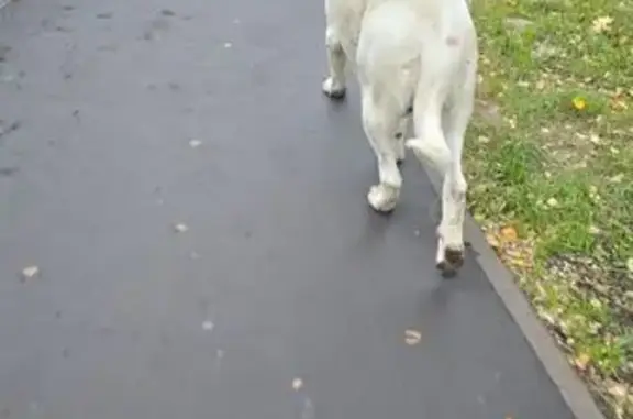 Найдена собака, Химки, фото: Алабай найден на Чапаева, 3, Химки