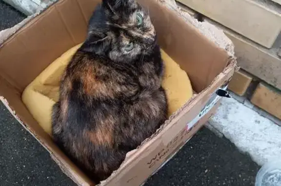 Кошка найдена: Садовая ул., Путилково