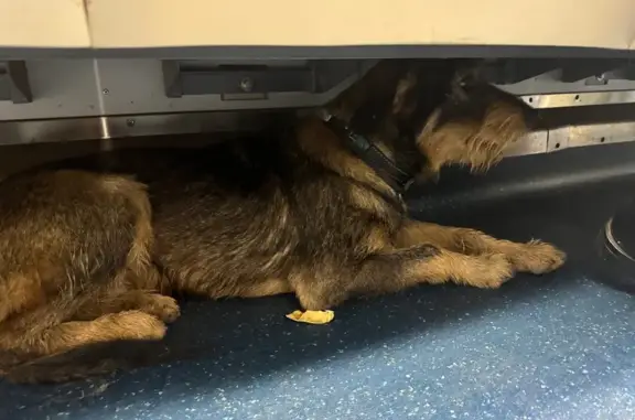 Собака найдена в метро, ст. Беговая, Москва