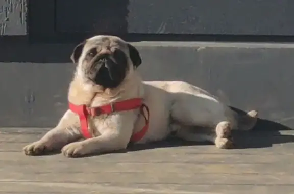 Собаки потеряшки, , фото: Потеряшка собака Арчи, Аквамариновая ул.