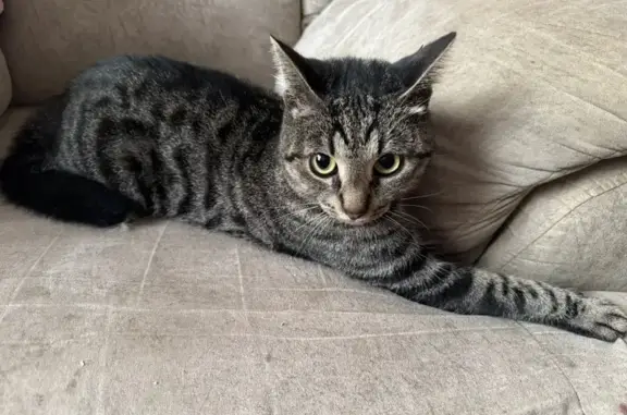 Кошка найдена: Учебный пер., 6к2, СПб