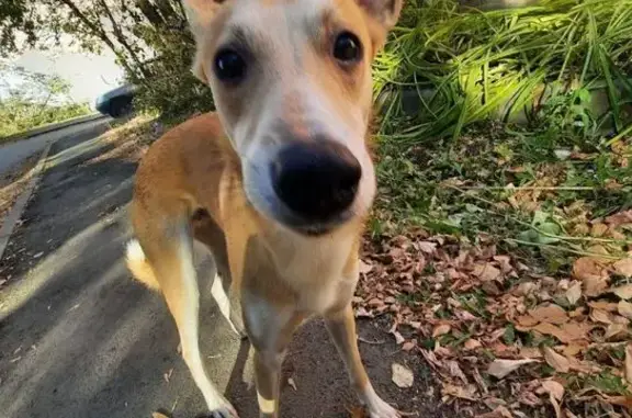 Собака найдена: ул. Воровского, Челябинск