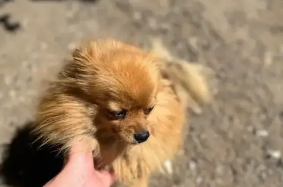 Пропала собака: ул. Братьев Толмачёвых, 62