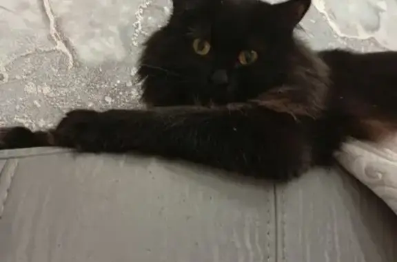 Пропала кошка в д. Клейменово, МО