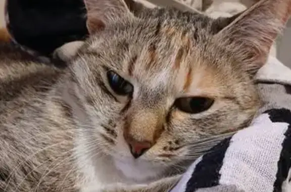 Пропала кошка на Снежной улице, ЯНАО