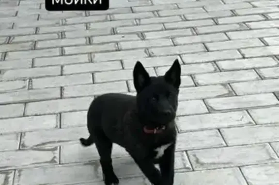 Найдена собака, Абакан, фото: Найдена собака, Карла Маркса 2, Абакан