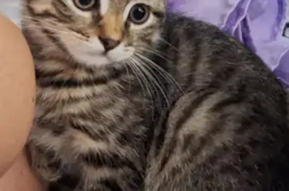 Пропала кошка, Сузюмова 6, Пенза