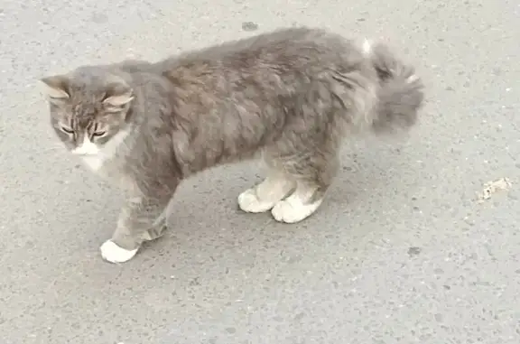 Кошка найдена: ул. Фадеева, 8, Тверь