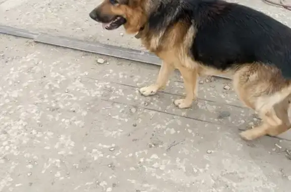 Собака найдена у магазина в Бессоновке