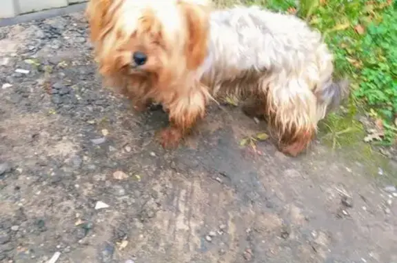 Найдена собака, Вологда, фото: Собака найдена на ул. Щетинина, 66, Вологда