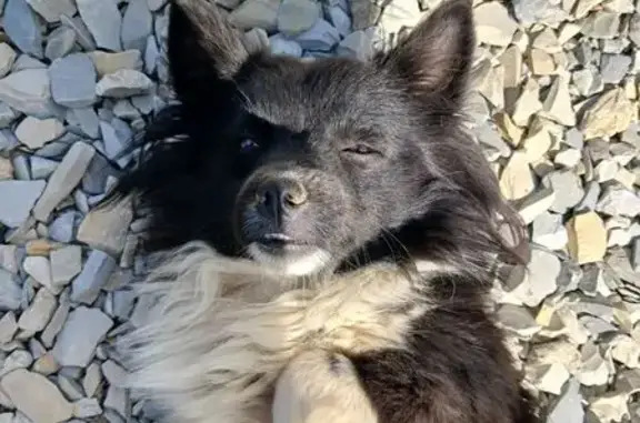 Собаки потеряшки, Славянск-на-Кубани, фото: Потеряшка собака, ул. Гриня 309, Славянск-на-Кубани