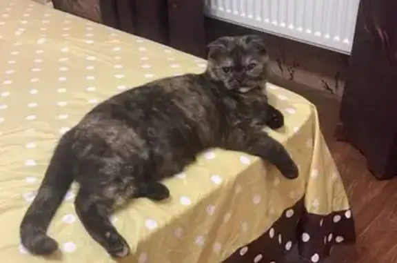 Кошки потеряшки, Октябрьский (Московская обл.) (Москва и Московская обл.), фото: Потеряшка кошка, Худайбердина 26, Октябрьский