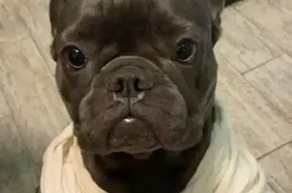 Пропала собака, Бестужевская 81, СПб