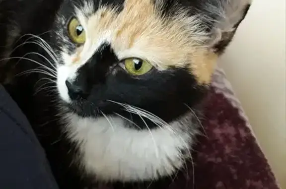 Пропала кошка, ул. Суворова 34, Лысьва