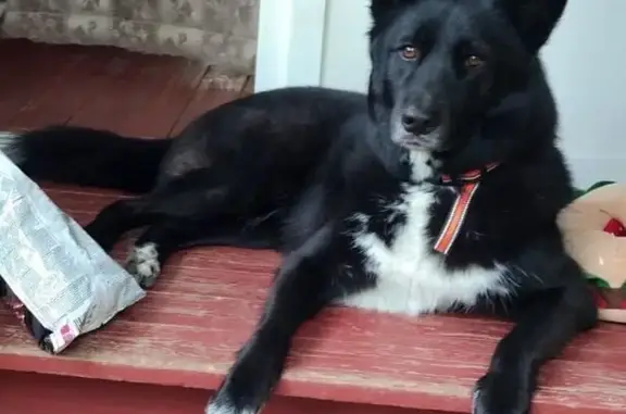 Собаки потеряшки, Москва, фото: Потеряшка собака, Воронежская ул., Москва