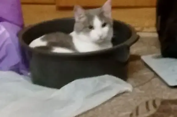 Кошка найдена у 