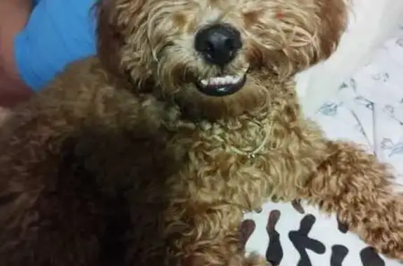 Собаки потеряшки, Великие Луки, фото: Потеряшка собака, Мурманская 4 к1, В. Луки