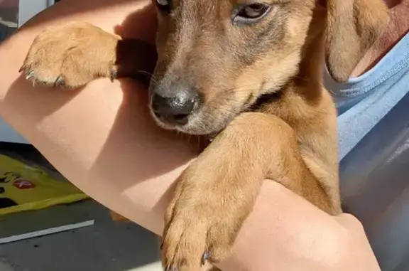 Собаки потеряшки, , фото: Потеряшка собака на станции Агроном