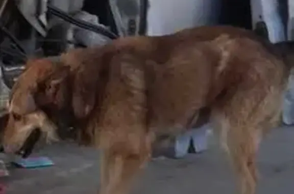 Пропала собака, ул. Крупской, 27