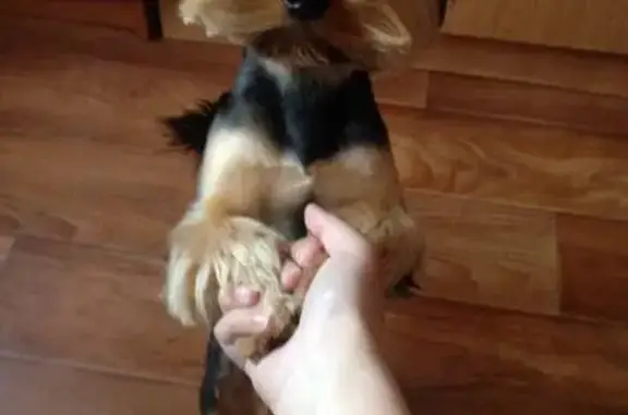 Собаки потеряшки, , фото: Потеряшка собака, Элеваторный пер. 2, Курск