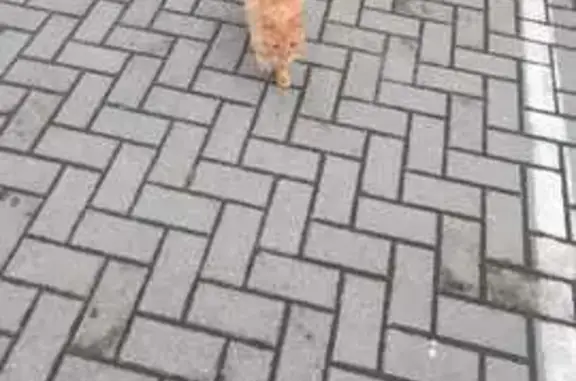 Рыжий кот найден, ул. Толбухина, 22