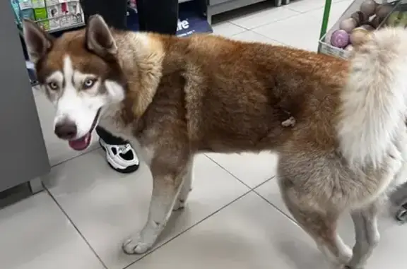 Собака найдена: Курчатова 3, Волгоград