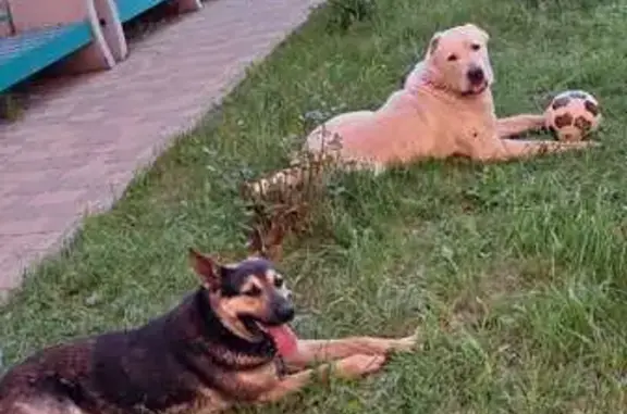 Собаки потеряшки, Федюково, фото: Потеряшка собака, Новая ул. 26б, Федюково