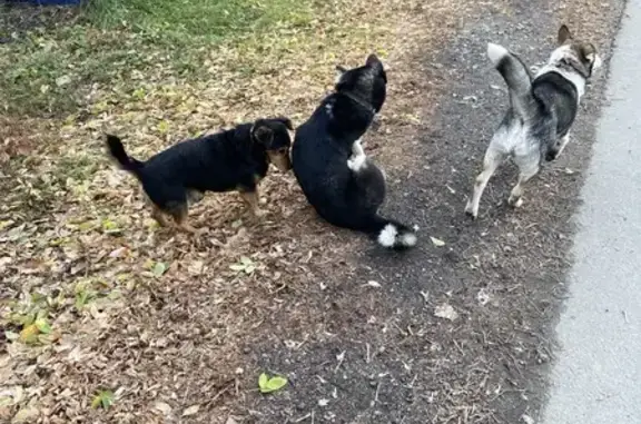 Найдена собака, Барнаул, фото: Собаки найдены: Ядринцева, 33А, Барнаул