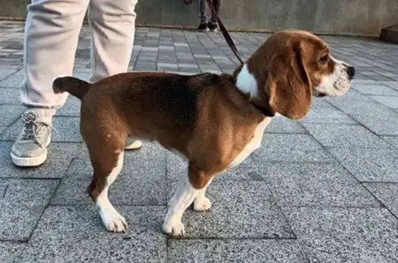 Собаки потеряшки, , фото: Потеряшка собака, Горная ул., 17, Лучистое