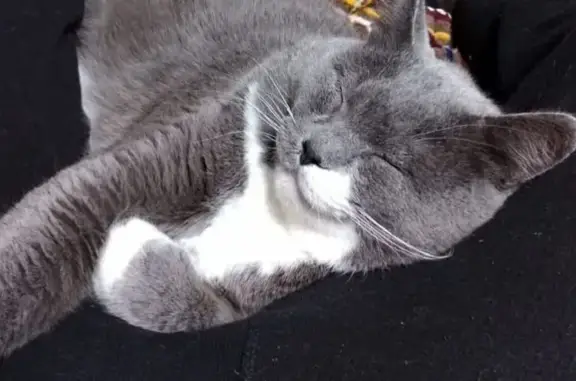 Пропал кот Милашка, ул. Победы, Махнёво