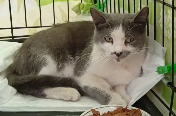 Найдена кошка, Ульяновск, фото: Кошка найдена на Фруктовой, Ульяновск