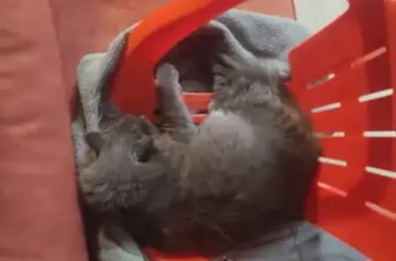 Кошки потеряшки, Ленинградская область, фото: Потеряшка кошка, Токсово, Ленобласть