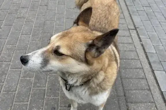 Собака найдена на Шахматной улице, Калининград