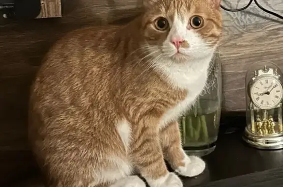 Кошки потеряшки, Красногорск, фото: Потеряшка кошка, ул. Ленина (дублёр), 27