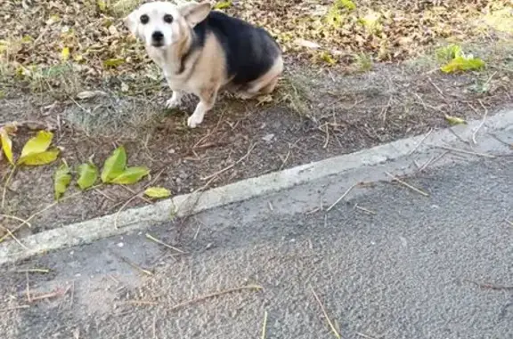 Найдена собака, Владивосток, фото: Корги с травмой, Вилкова 12, Владивосток