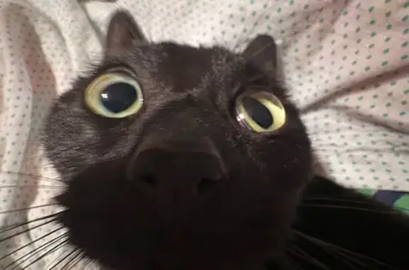 Кошки потеряшки, Уфа, фото: Потеряшка кошка, Сельская Богородская, Уфа