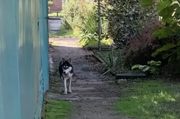 Хаски найдена: ул. Гастелло, 50