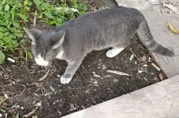 Найденные животные Владивосток, фото: Кошка найдена: Воропаева 6, Владивосток