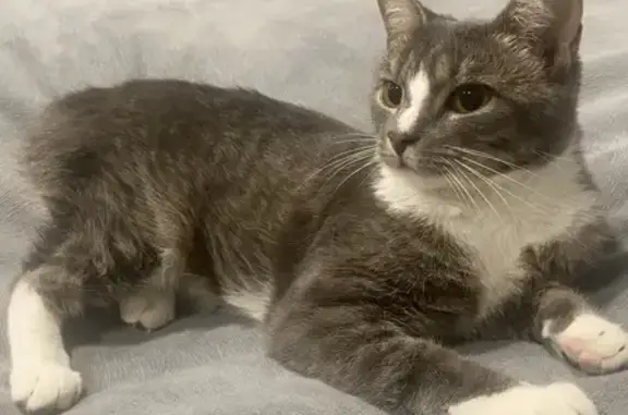 Кошки потеряшки, Москва, фото: Потеряшка кошка Марта на Звенигородском шоссе