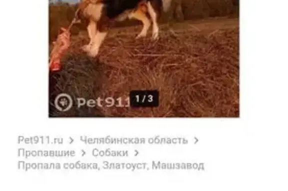 Найдена собака, Челябинская область, фото: Найдена собака, Златоуст, Челябинск