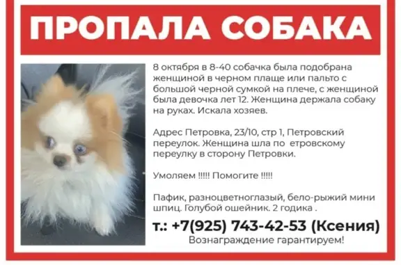 Пропала собака на Петровке, Москва