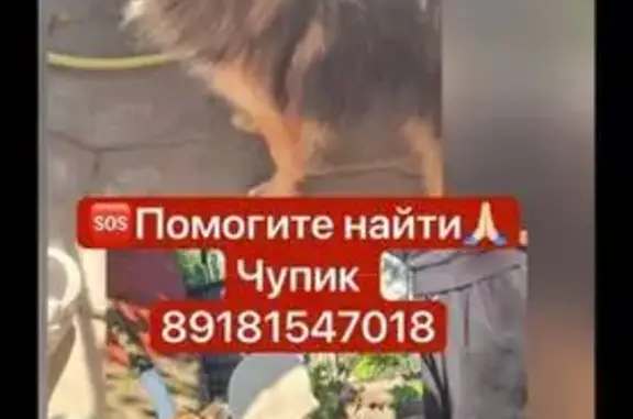 Пропал пес Чупик, ул. Дзержинского, Армавир