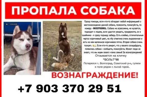 Собаки потеряшки, Волгоград, фото: Потеряшка собака, Волгоград, помогите найти!