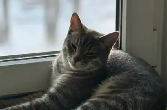 Кошки потеряшки, Череповец, фото: Потеряшка кошка, Боршодская 20, Череповец