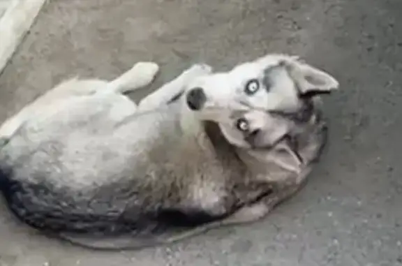 Хаски найдена на Чайковского, 27