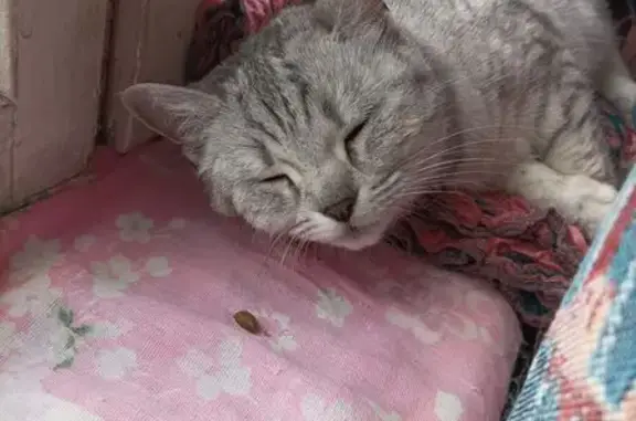 Красивая кошка найдена: Мусы Джалиля, 27к1